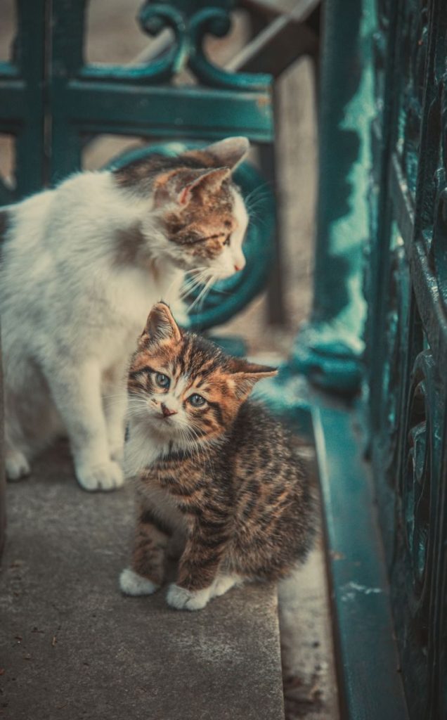 Adorable kitten and adult tabby cat perched on steps with a rustic backdrop, captured in soft lighting.