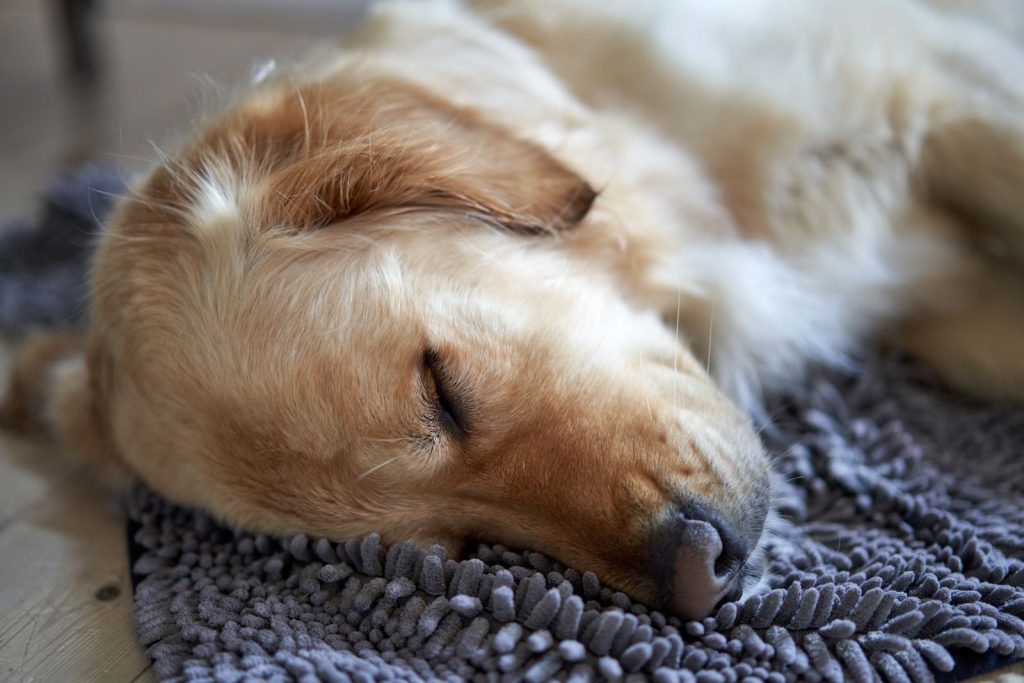 A serene close-up of a sleeping Golden Retriever on a cozy rug.