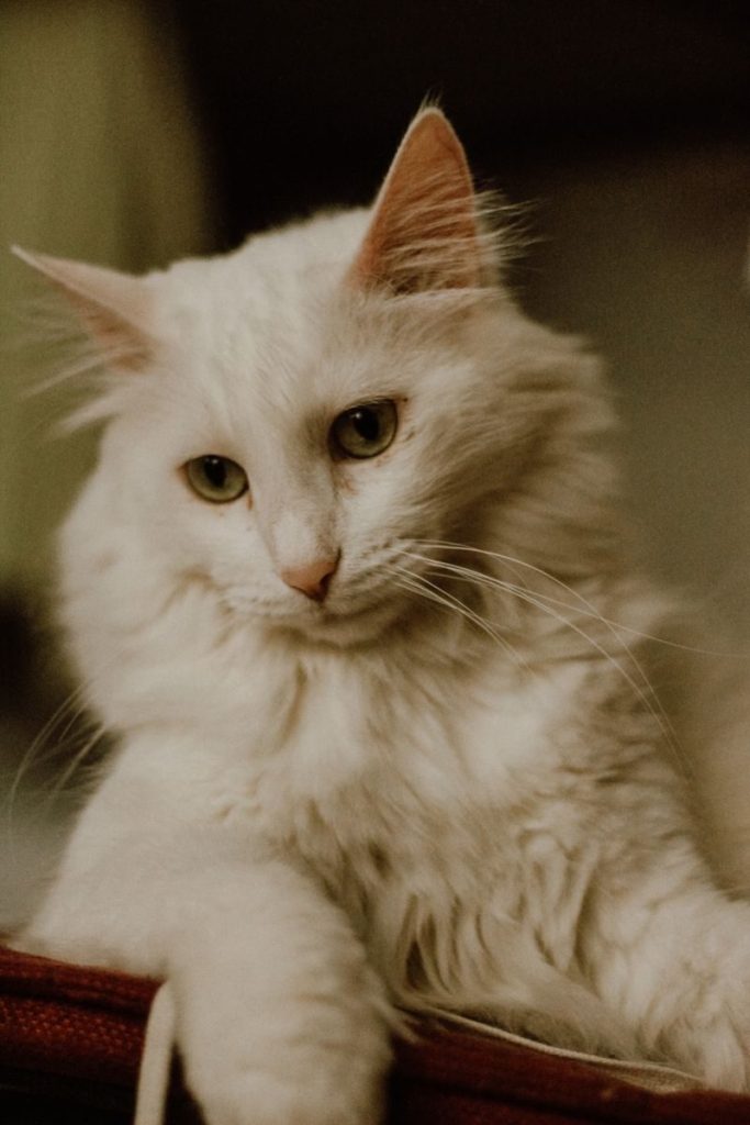 A captivating portrait of a fluffy white Turkish Angora cat indoors in Istanbul, Turkey.