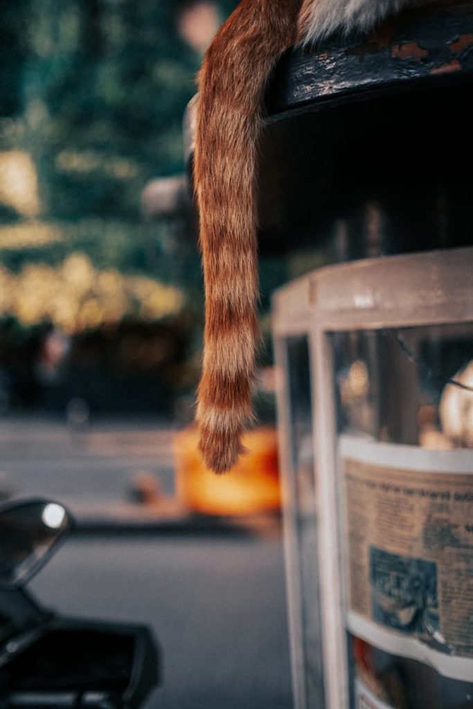 Close-up of a ginger cat's tail hanging over a city sidewalk, creating a playful urban scene.