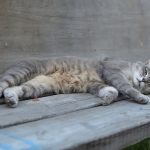A peaceful gray tabby cat sleeping on a rustic wooden bench, enjoying a quiet moment outdoors.