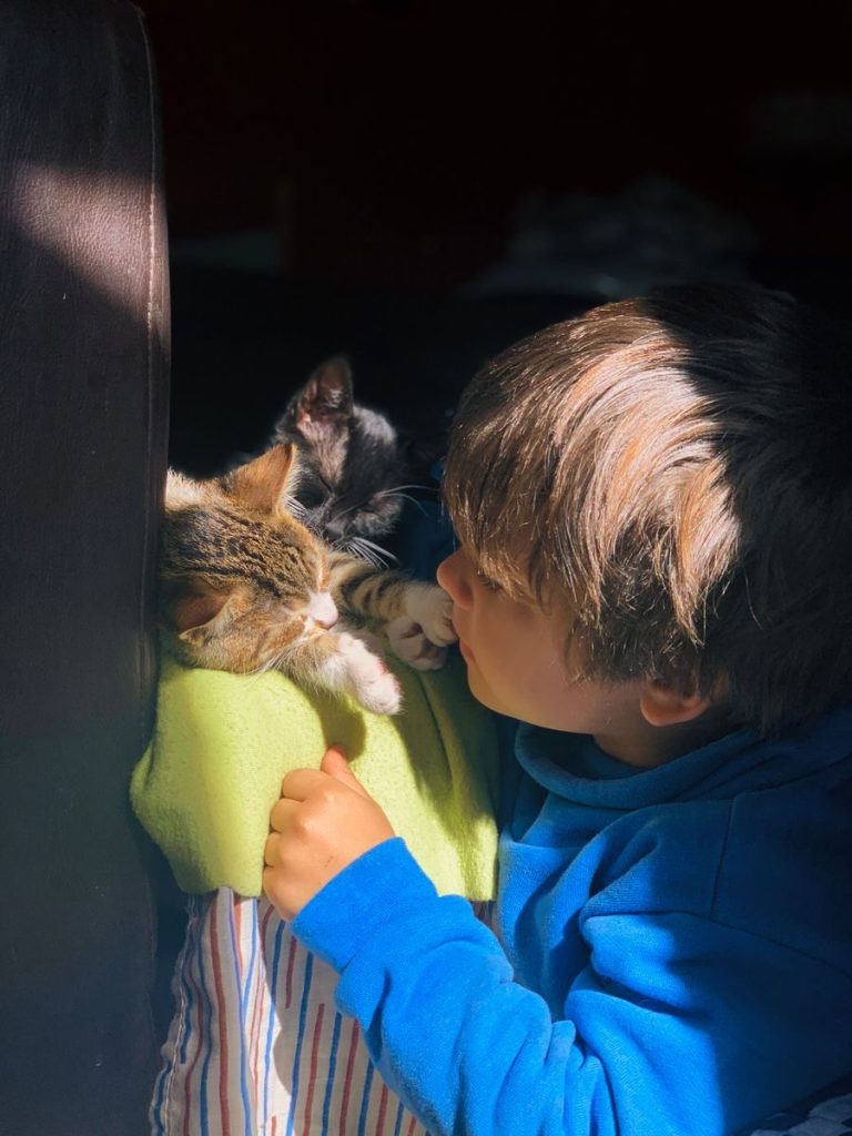 A cute child playing with kittens in the warm sunlight indoors.
