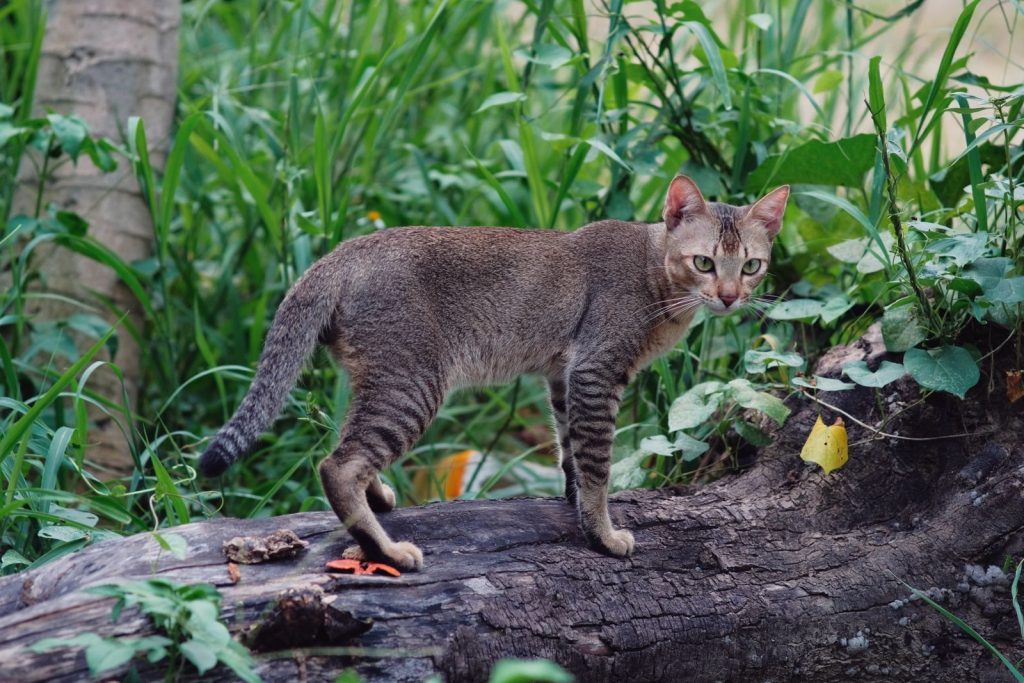 A sleek cat standing on a log, surrounded by lush green foliage, conveying a sense of curiosity and alertness.