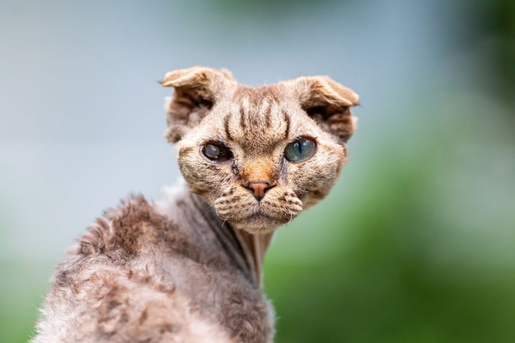 Close-up portrait of an Oregon Rex cat with distinct curly fur and captivating eyes, set against a blurred green background.