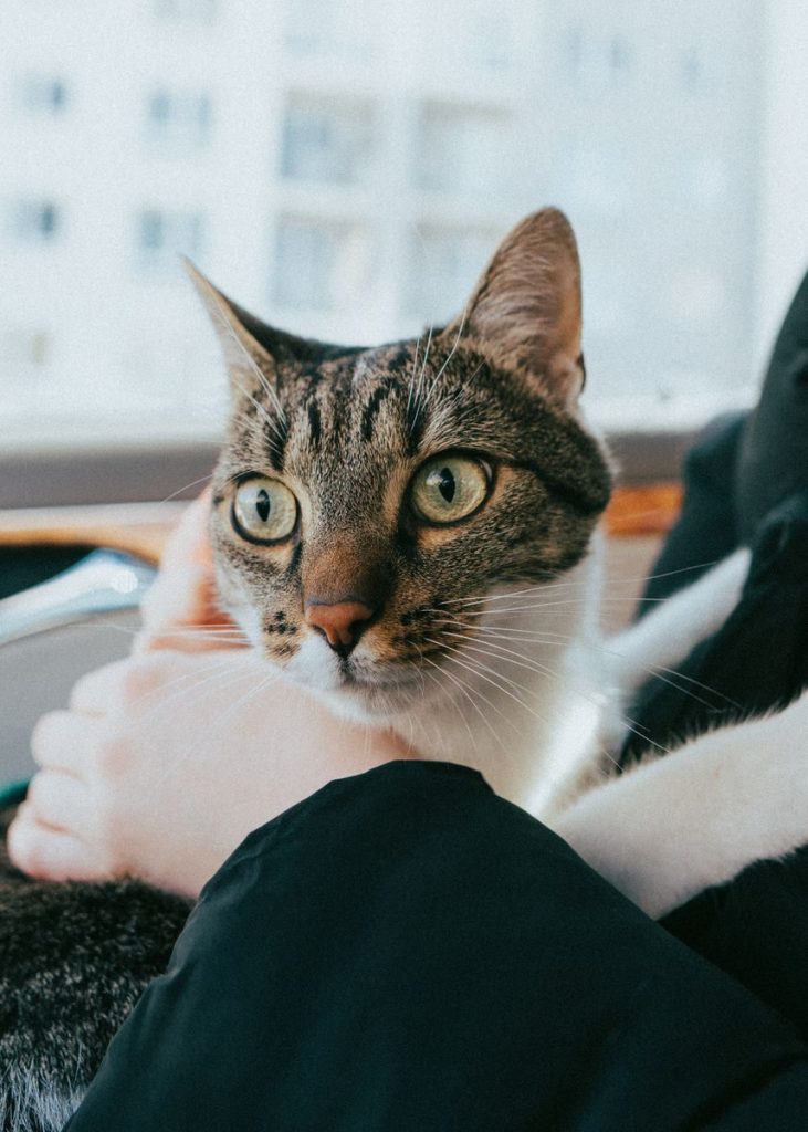 A calm tabby cat is lovingly held indoors, capturing its serene and alert expression.