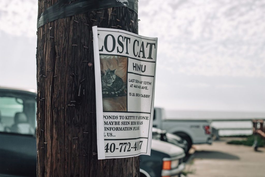A lost cat poster is attached to a utility pole in a street setting, seeking the community's help.
