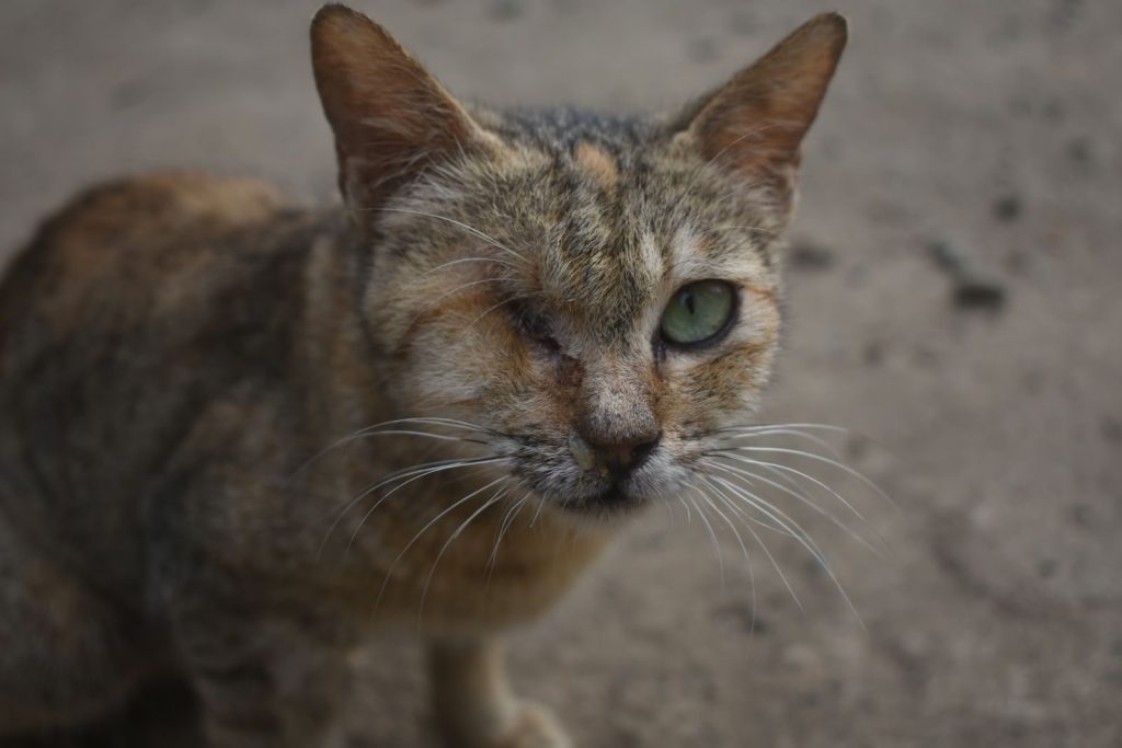 Close-up of a one-eyed tabby cat displaying resilience in a natural setting.