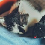 Adorable kitten peacefully sleeping next to a toy mouse, capturing a serene and cozy moment.