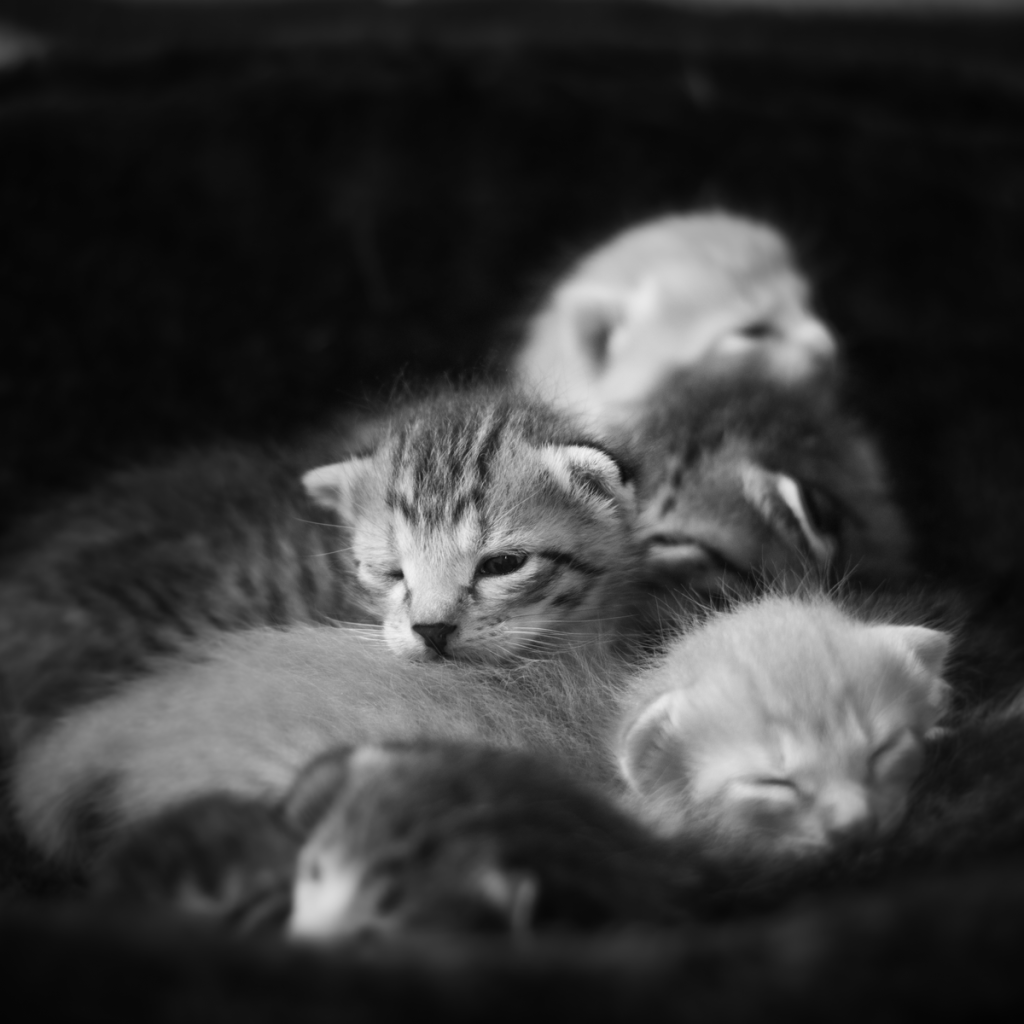 A close-up of adorable newborn kittens snuggling together in monochrome.