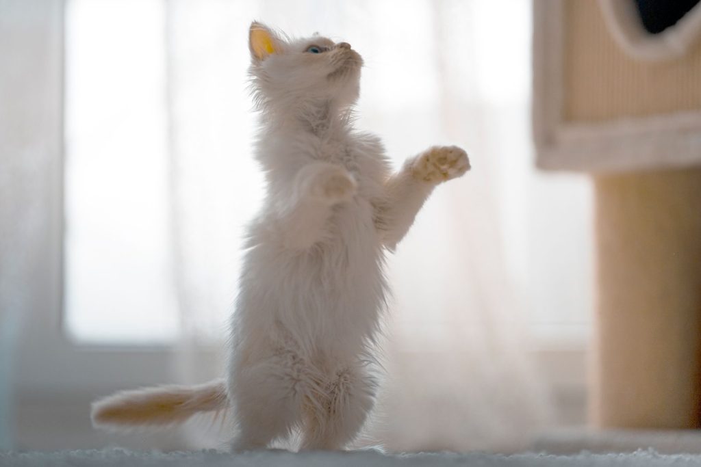 Adorable fluffy white kitten playfully standing on hind legs indoors.