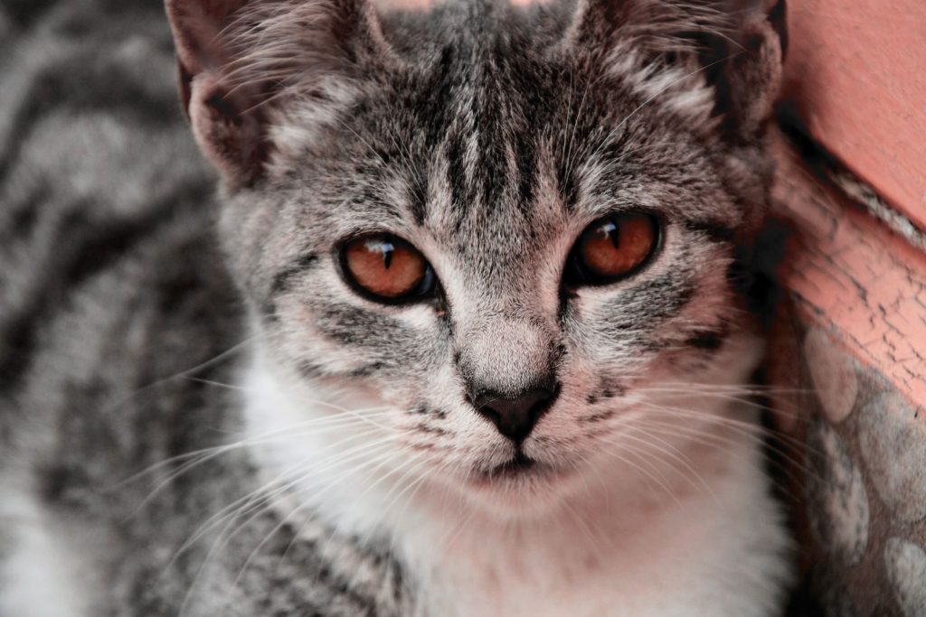Adorable close-up of a cute domestic grey tabby cat with striking eyes.
