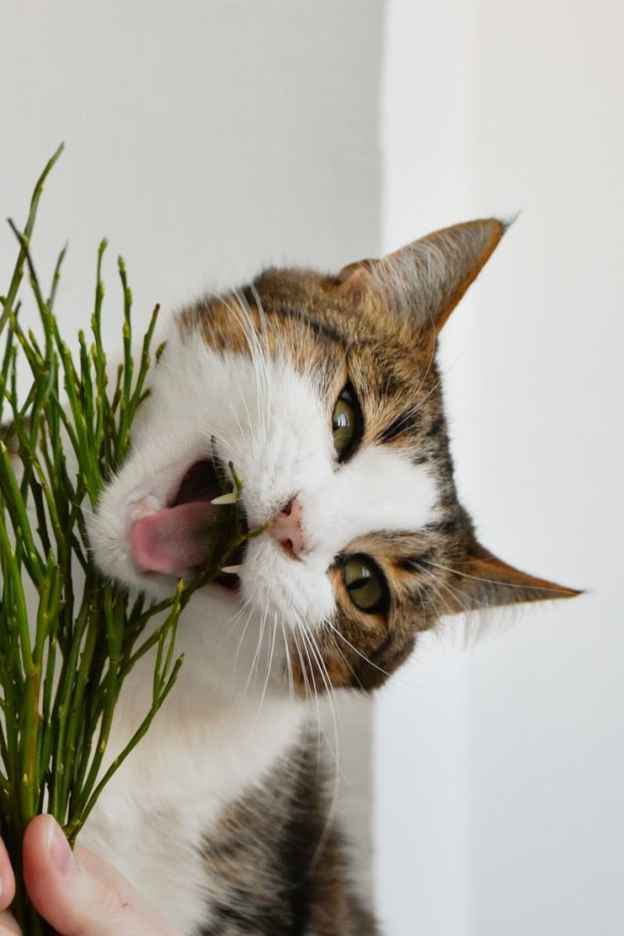 A cute domestic cat enjoying a leafy green plant indoors. Perfect for pet lovers.
