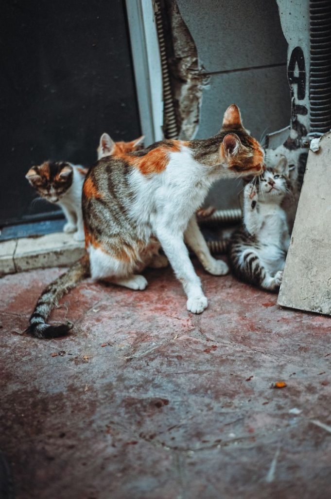 Cute kittens interacting playfully indoors, perfect for animal and pet themes.