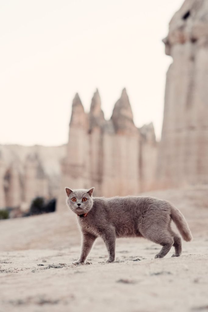 A curious British Shorthair cat explores a breathtaking desert landscape.
