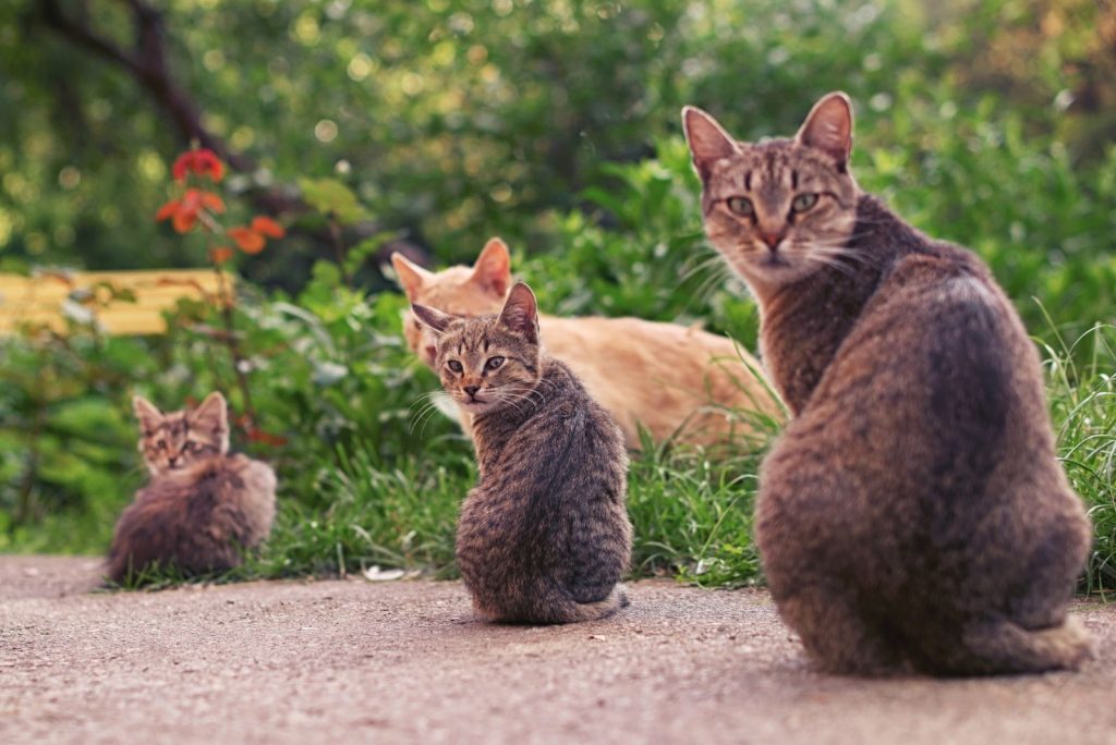 A delightful scene of multiple tabby cats sitting together on a garden pathway.