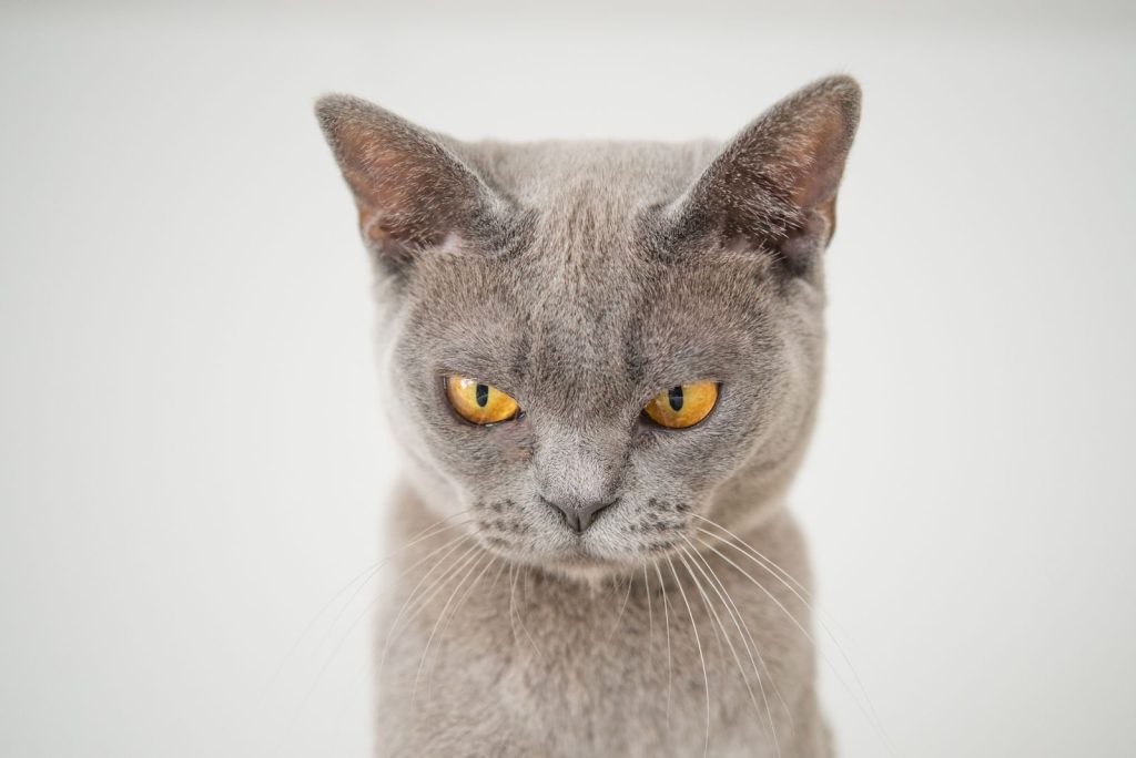 A detailed close-up of a grey cat with striking yellow eyes against a white background.