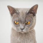 A detailed close-up of a grey cat with striking yellow eyes against a white background.