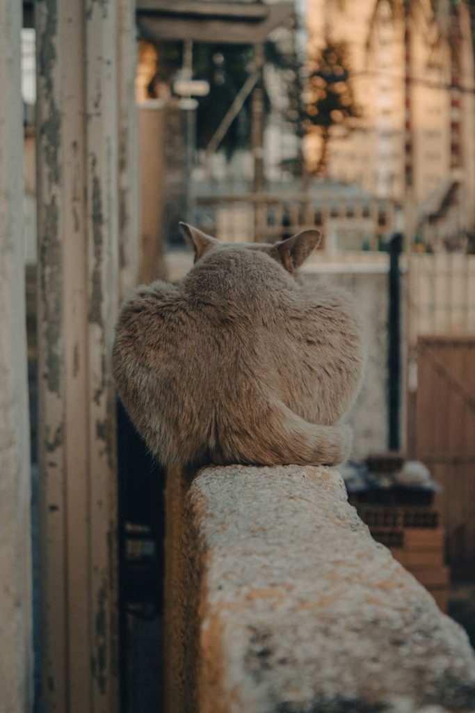 A brown cat sitting on a concrete wall in Campo Grande, Brazil, captured from behind.