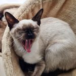 Siamese cat yawning on a cozy blanket indoors, showcasing relaxation and comfort.
