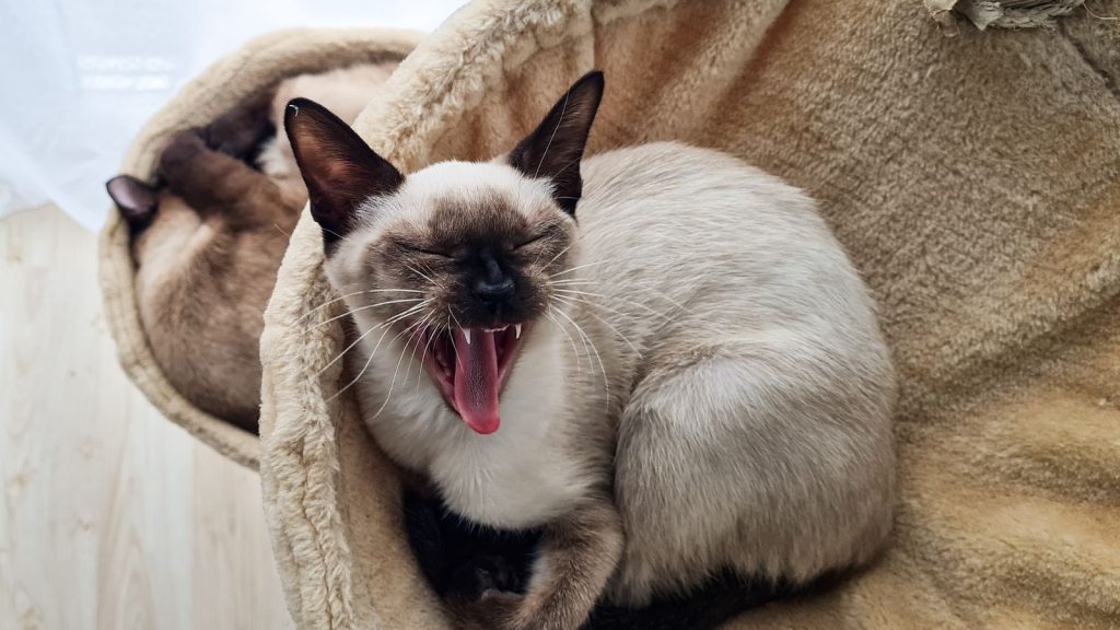 Siamese cat yawning on a cozy blanket indoors, showcasing relaxation and comfort.