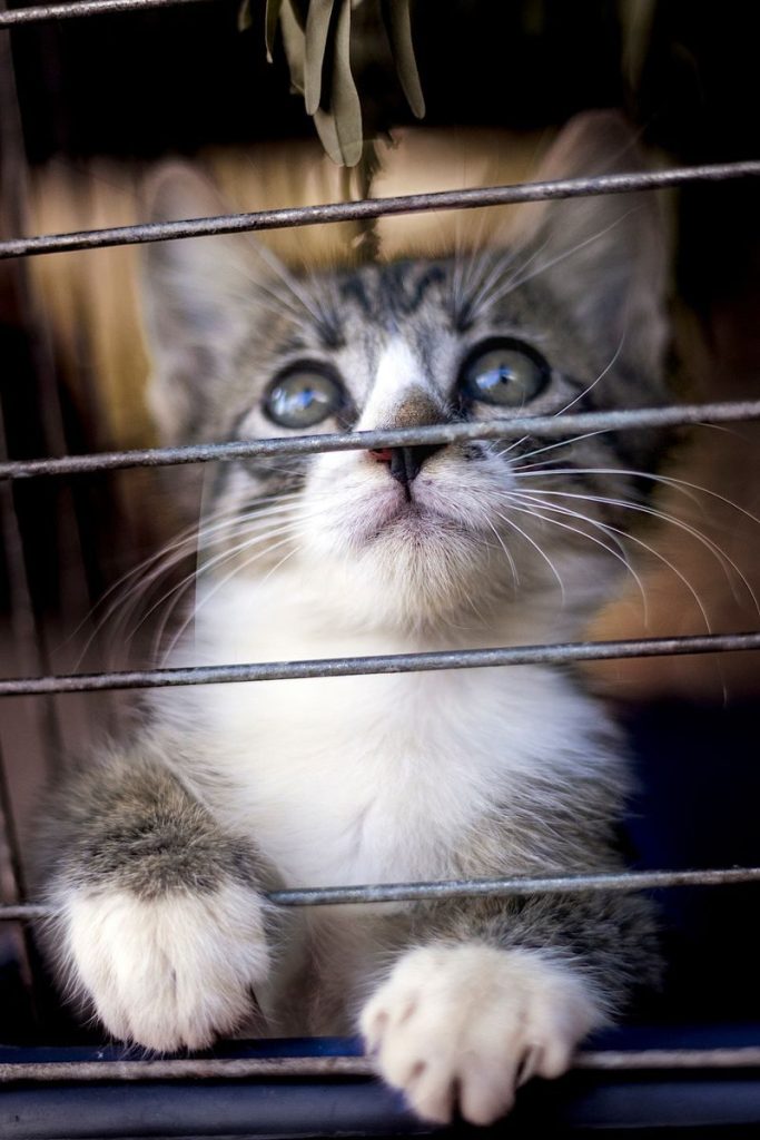 Adorable tabby kitten peering through the bars of a cage, showcasing a curious expression.
