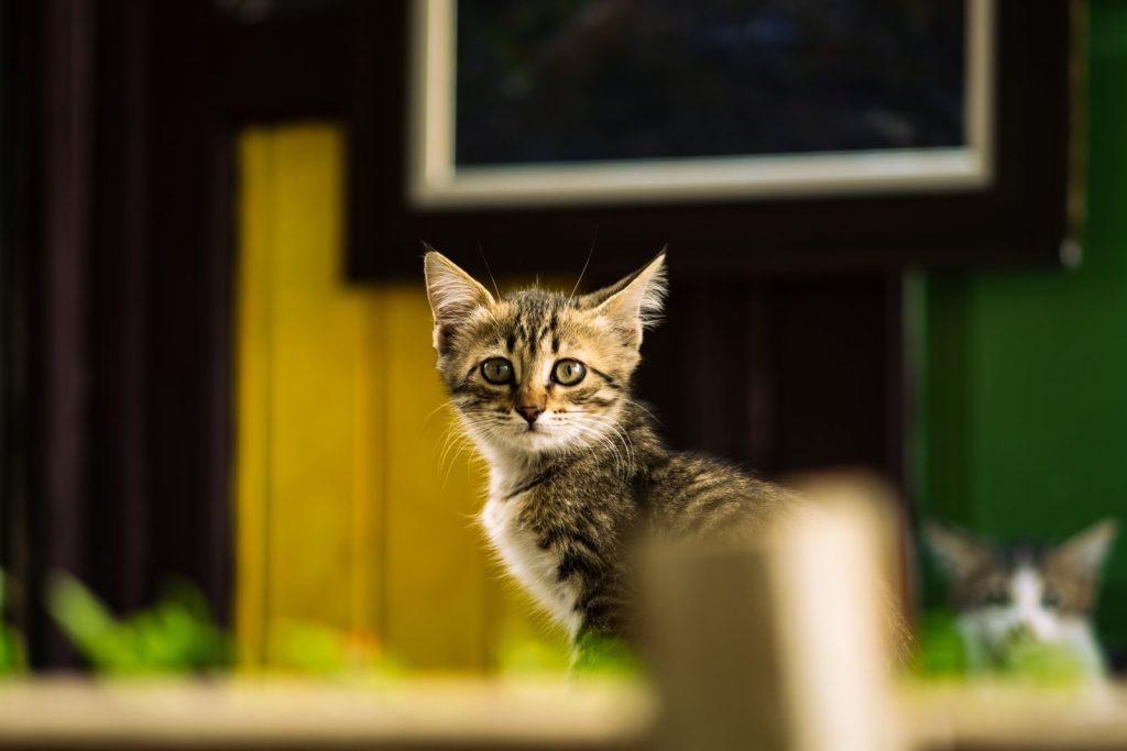 Cute tabby kitten with attentive expression sitting indoors, highlighting its domestic charm.