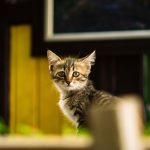 Cute tabby kitten with attentive expression sitting indoors, highlighting its domestic charm.