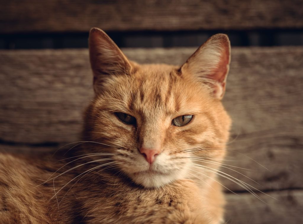 Adorable orange tabby cat lounging indoors, capturing its serene expression in a close-up shot.
