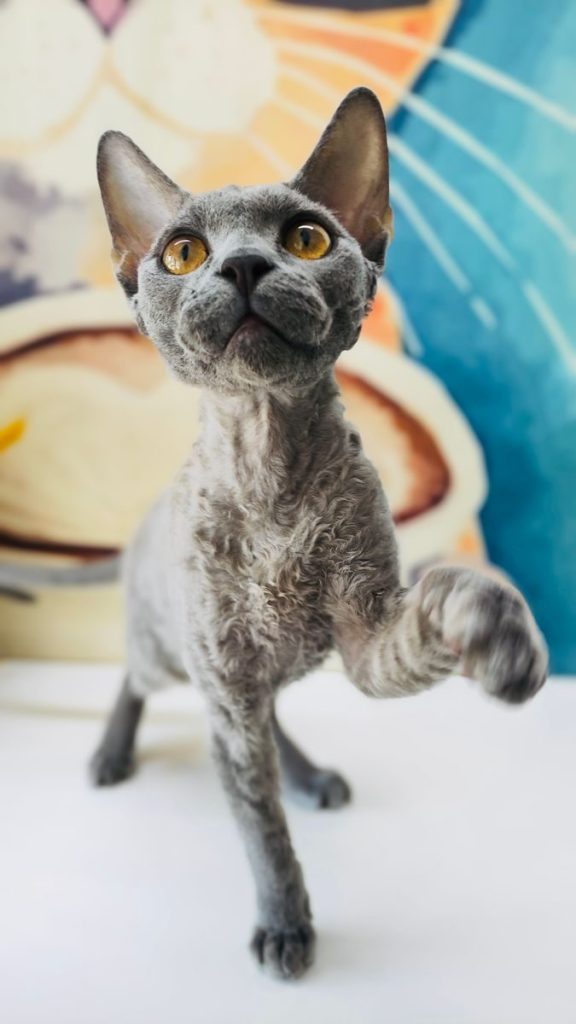 Cute Devon Rex cat with curly fur reaching out adorably, vibrant background.