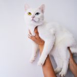 Adorable white cat with heterochromia being held indoors. Perfect pet portrait.