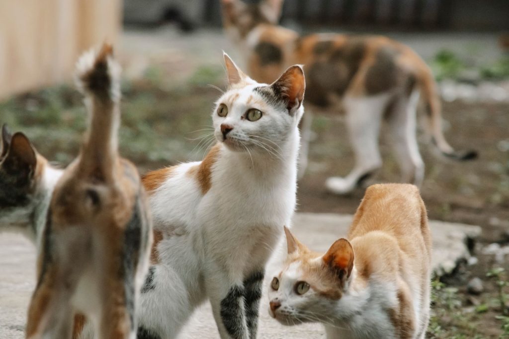 A group of domestic cats with different fur patterns explores an outdoor setting, showcasing their natural behaviors.