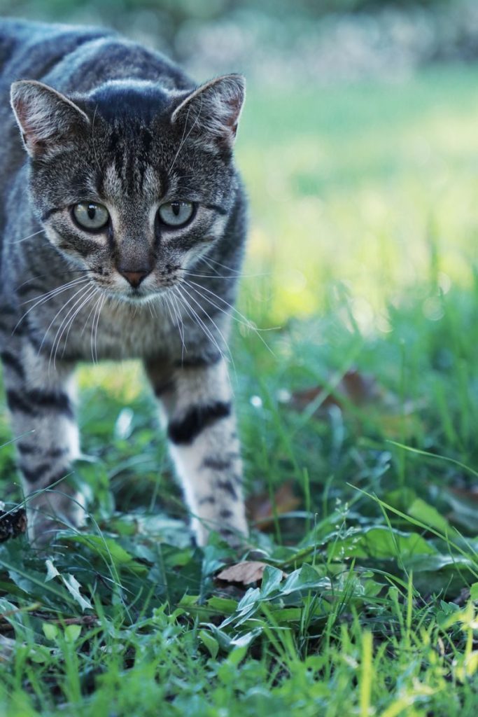 Close-up of a tabby cat prowling through lush green grass outdoors.