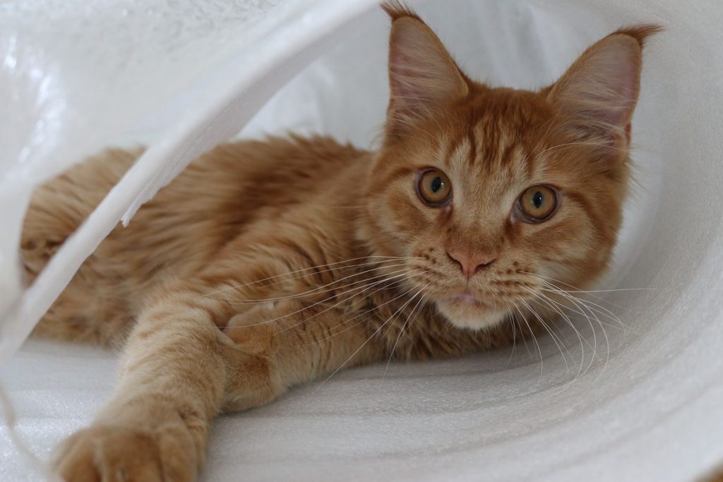 Close-up of a ginger tabby cat lying indoors looking curiously at the camera.