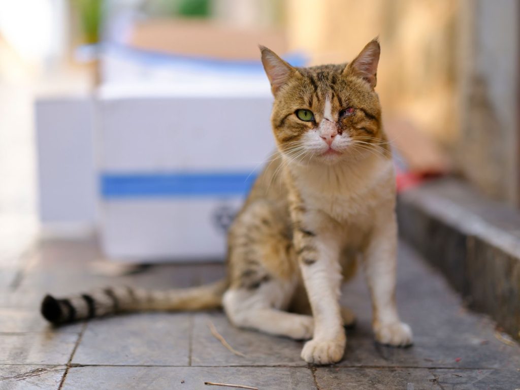 Close-up of an injured stray cat with one eye, sitting on a sidewalk in daylight.