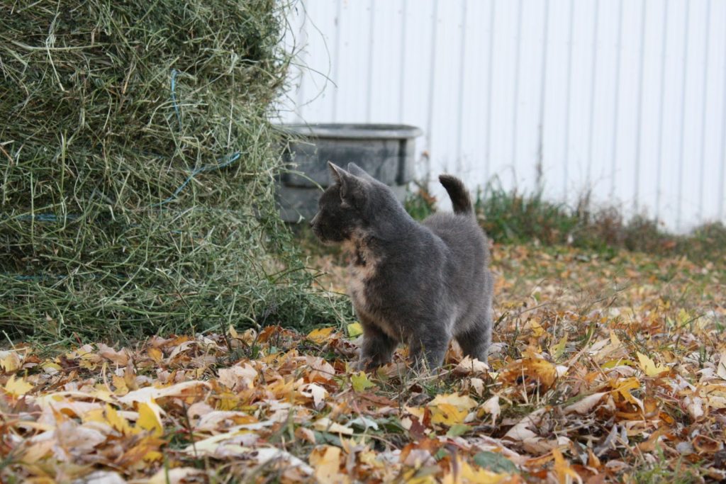 Adorable gray cat standing on fallen autumn leaves near hay bale, outdoors.