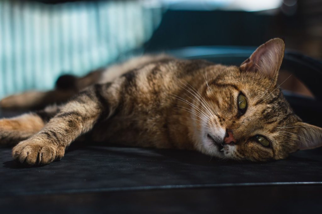 Close-up of a relaxed tabby cat lounging in warm sunlight, showcasing its detailed fur and green eyes.