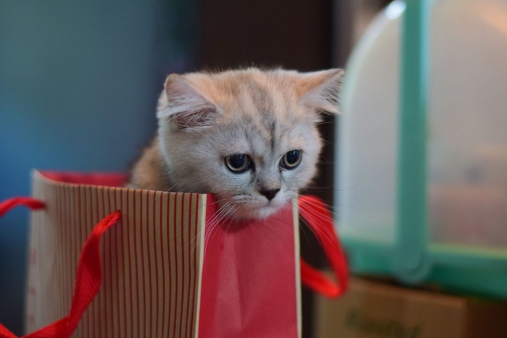 Cute kitten in a striped gift bag, perfect for animal lovers and pet-themed designs.