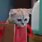 Cute kitten in a striped gift bag, perfect for animal lovers and pet-themed designs.
