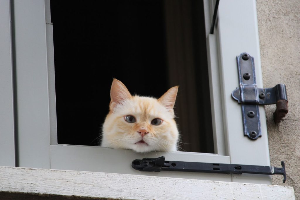 Charming close-up of a red point Siamese cat peering through an open window against a dark background.
