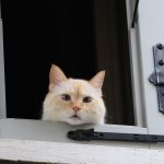 Charming close-up of a red point Siamese cat peering through an open window against a dark background.
