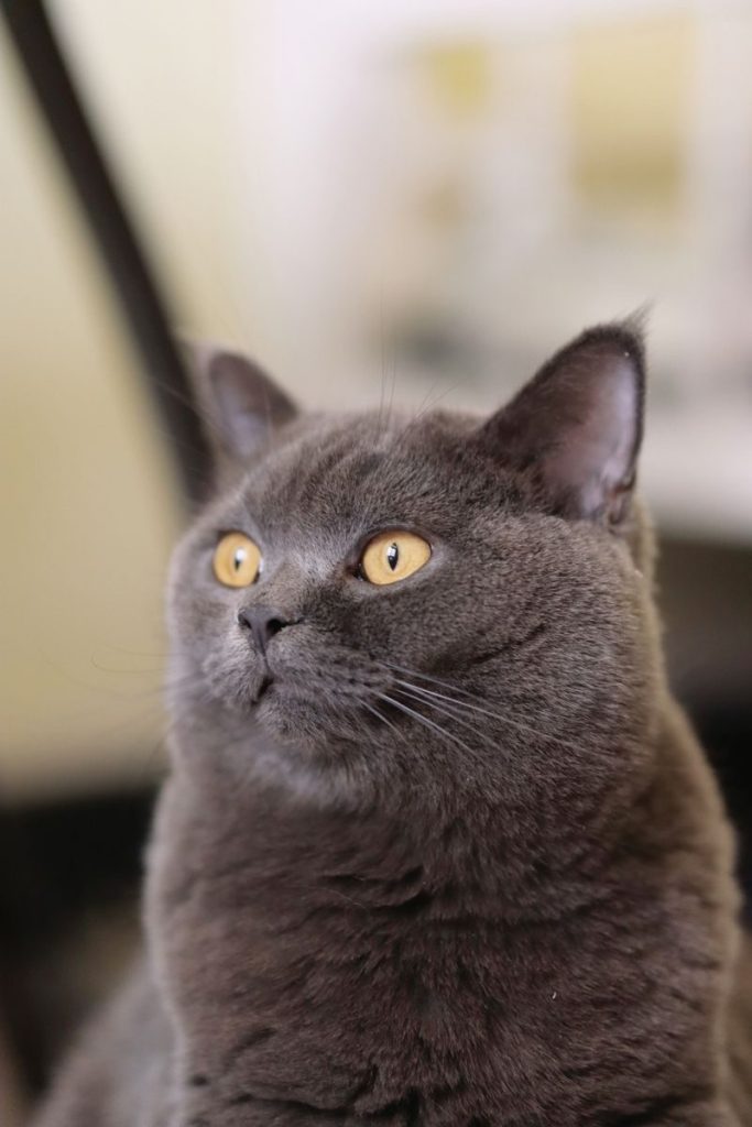 Close-up of a cute British Shorthair cat with striking eyes.
