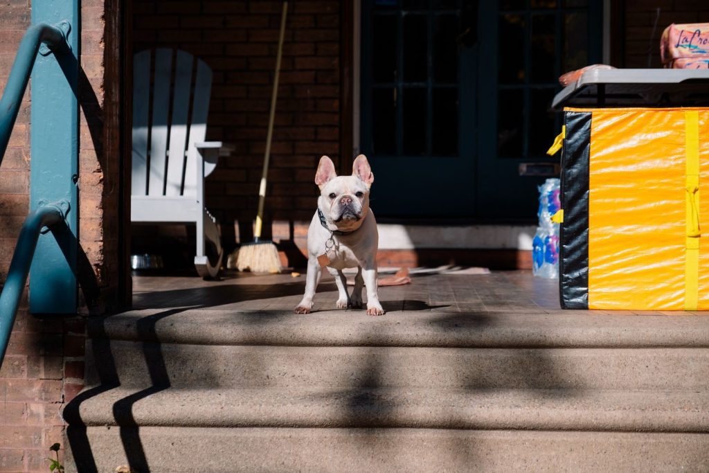 French Bulldog standing on porch steps, sunlight casting shadows, showcasing its curiosity and presence.