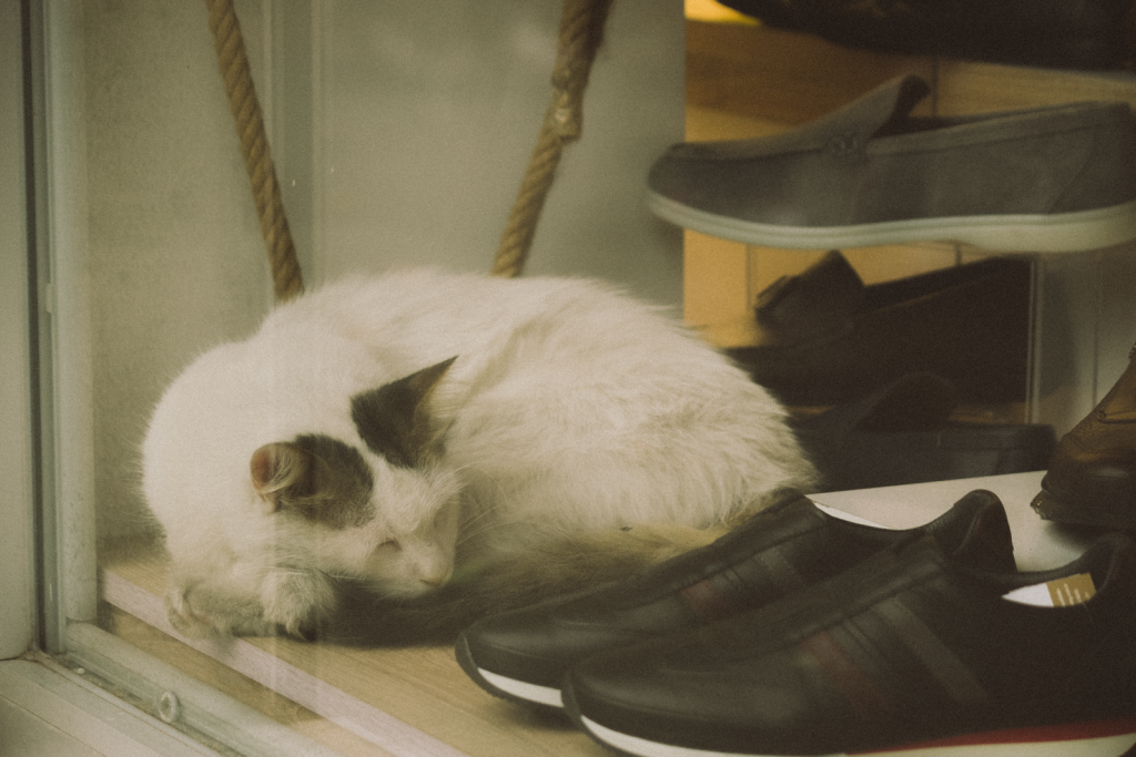 White cat napping in a shoe display under soft lighting.