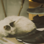 White cat napping in a shoe display under soft lighting.