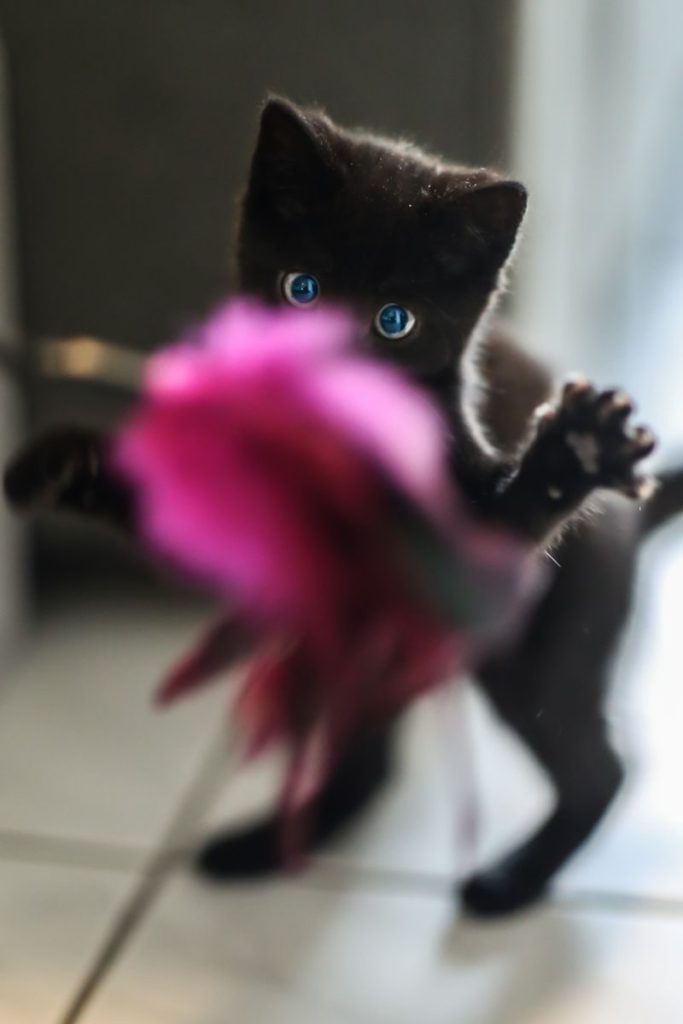 Adorable black kitten playing with a pink feather toy indoors, capturing a playful moment.