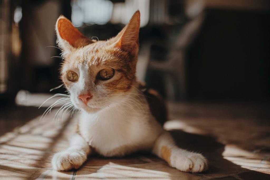 Close-up of a domestic orange tabby cat lounging on the floor, bathed in warm sunlight.