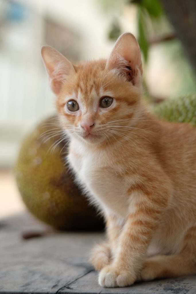 Charming ginger kitten gazing peacefully while sitting outdoors. Perfect for animal lovers.