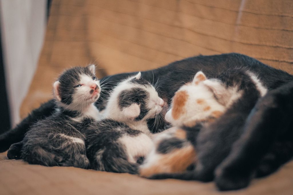A close-up of a group of adorable newborn kittens cuddling on a blanket indoors.