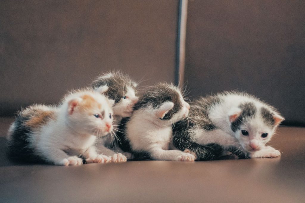 Cute group of kittens lying closely on a brown sofa in soft warm lighting.