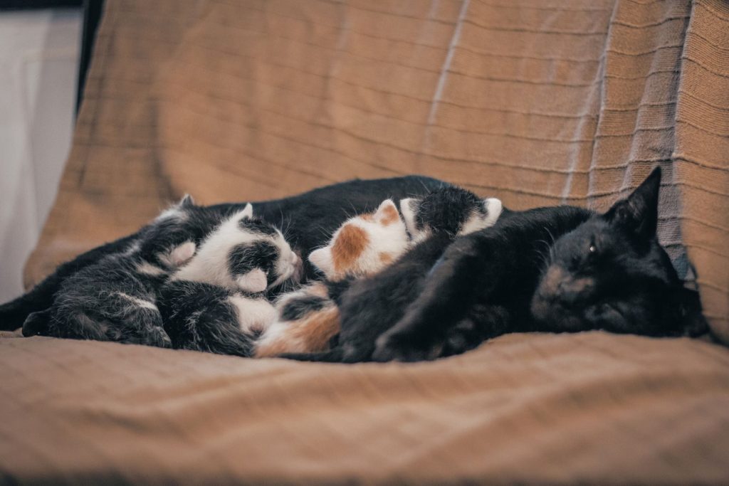 Adorable kittens snuggling with black cat while sleeping on a cozy brown couch indoors.